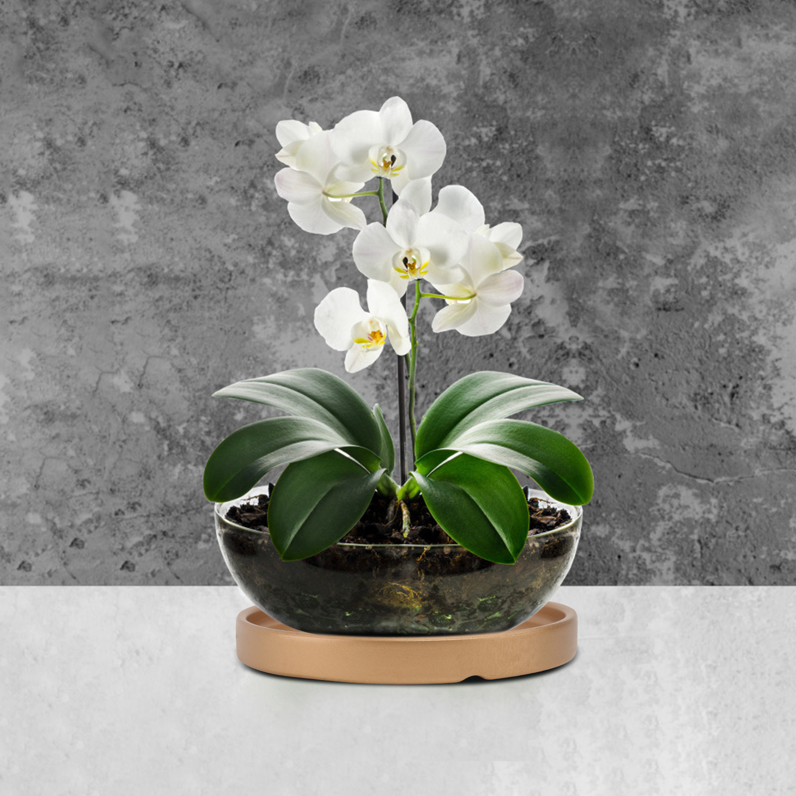 2 Buah Nampan Pot Bunga Kerami - Drip Tray Saucer ulasan dan harga